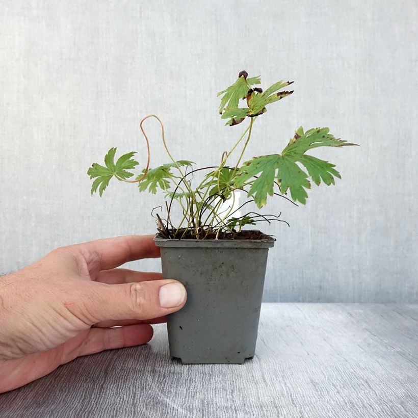 Exemplaar van Geranium sylvaticum Birch Lilac - Bosooievaarsbek Kweekpotje van 8/9 cm zoals geleverd in de herfst