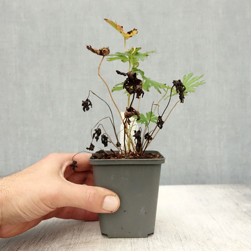 Exemplaar van Geranium sylvaticum Bridget Lion - Bosooievaarsbek Kweekpotje van 8/9 cm zoals geleverd in de herfst