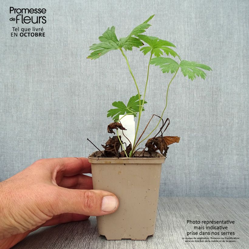 Exemplaar van Geranium sylvaticum Ice Blue - Bosooievaarsbek Kweekpotje van 8/9 cm zoals geleverd in de herfst