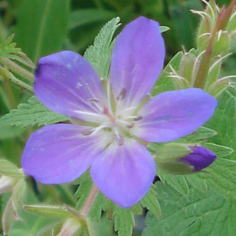 Geranium sylvaticum May Flower - Bosooievaarsbek (Flowering)