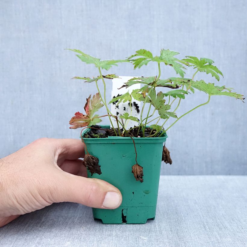 Exemplaar van Geranium sylvaticum May Flower - Bosooievaarsbek Kweekpotje van 8/9 cm zoals geleverd in de herfst