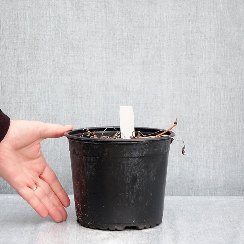 Exemplaar van Geranium wallichianum Crystal Lake - Ooievaarsbek Pot van 2 l/3 l zoals geleverd in de winter