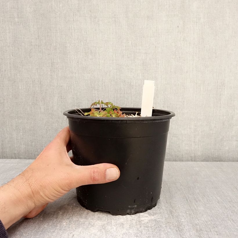 Exemplaar van Geranium wallichianum Crystal Lake - Ooievaarsbek Pot van 2 l/3 l zoals geleverd in de lente