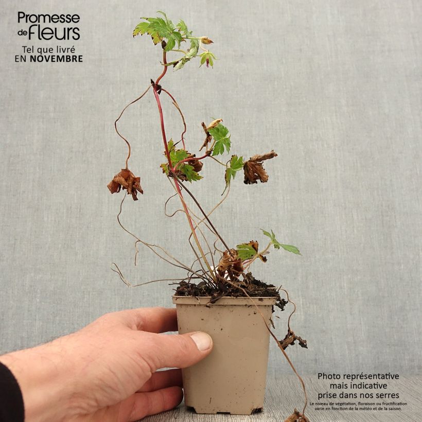 Exemplaar van Geranium wallichianum Censation Daily Blue - Ooievaarsbek Kweekpotje van 8/9 cm zoals geleverd in de herfst