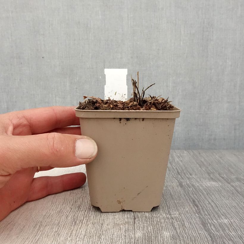 Exemplaar van Geranium wallichianum Censation Daily Blue - Ooievaarsbek Kweekpotje van 8/9 cm zoals geleverd in de lente