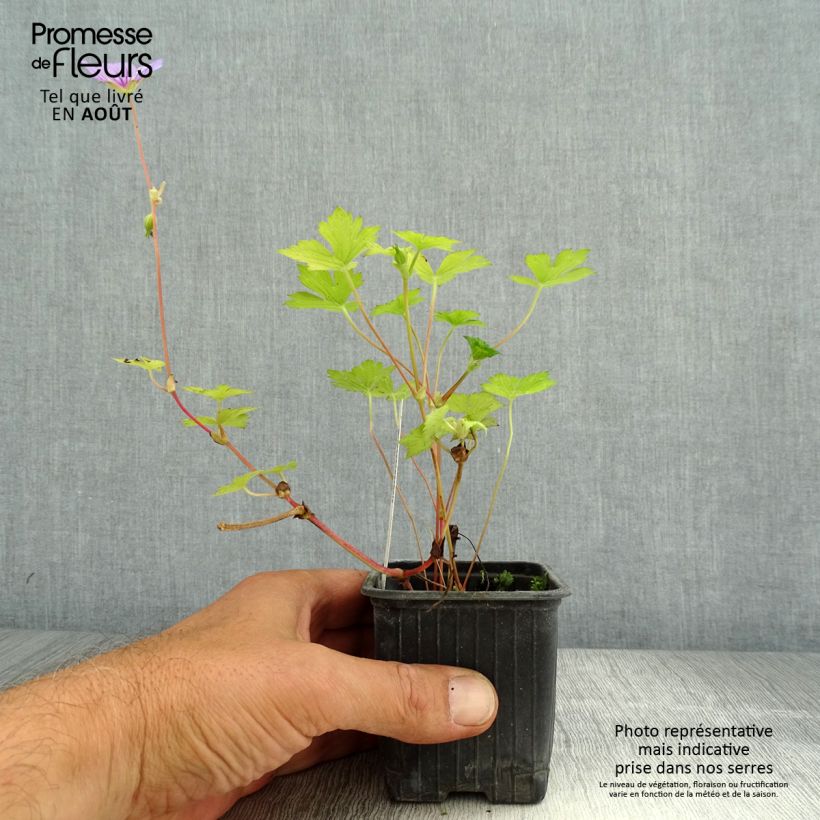 Exemplaar van Geranium wallichianum Magical® All Summer Delight - Ooievaarsbek Kweekpotje van 8/9 cm zoals geleverd in de zomer
