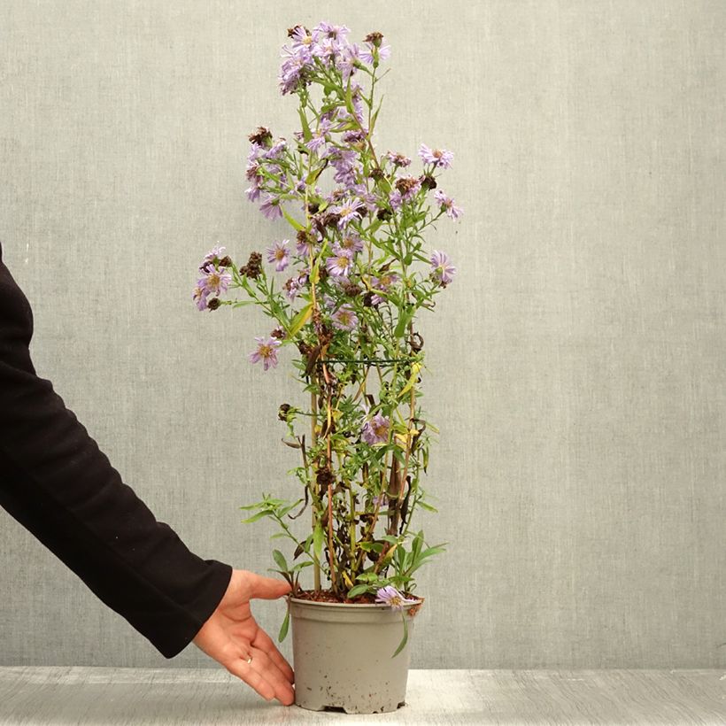 Exemplaar van Geranium wallichianum Magical® All Summer Joy - Ooievaarsbek Kweekpotje van 8/9 cm zoals geleverd in de herfst