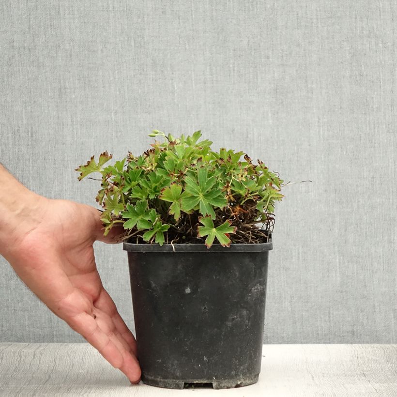 Exemplaar van Geranium yoshinoi Confetti - Ooievaarsbek Pot van 1,5 l/2 l zoals geleverd in de zomer