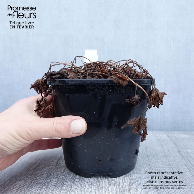 Example of Geranium vivace yoshinoi Confetti Pot van 1,5 l/2 l as you get in hiver