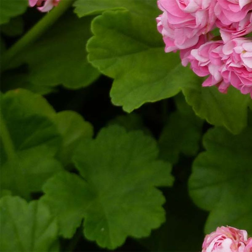 Pelargonium Bouton de rose Appleblossom - Zonale geranium (Blad)
