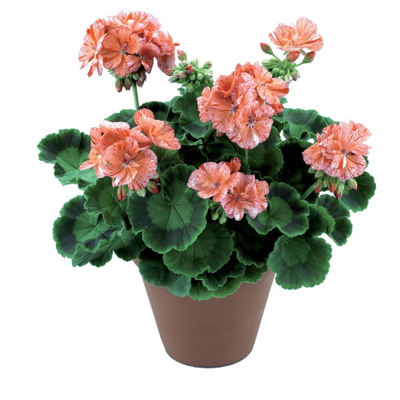 Pelargonium Flic Flac Red Nova - Zonale geranium (Plant habit)