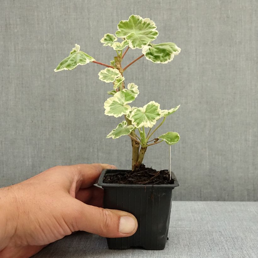 Exemplaar van Pelargonium Mme Salleron - Zonale geranium Kweekpotje van 7/8 cm zoals geleverd in de lente