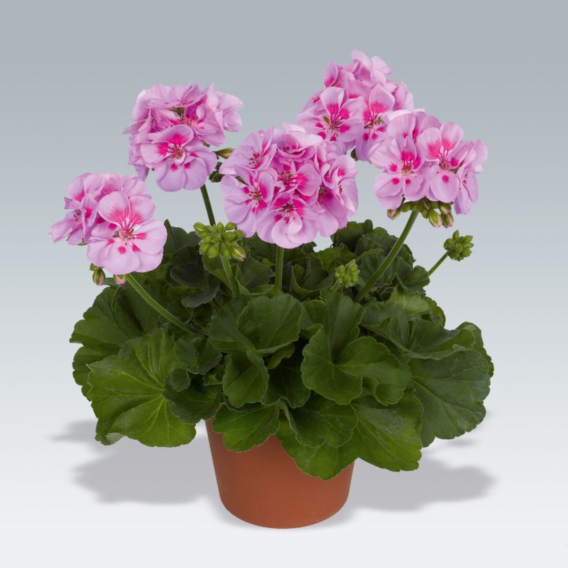 Pelargonium Icecrystal - Zonale geranium (Plant habit)