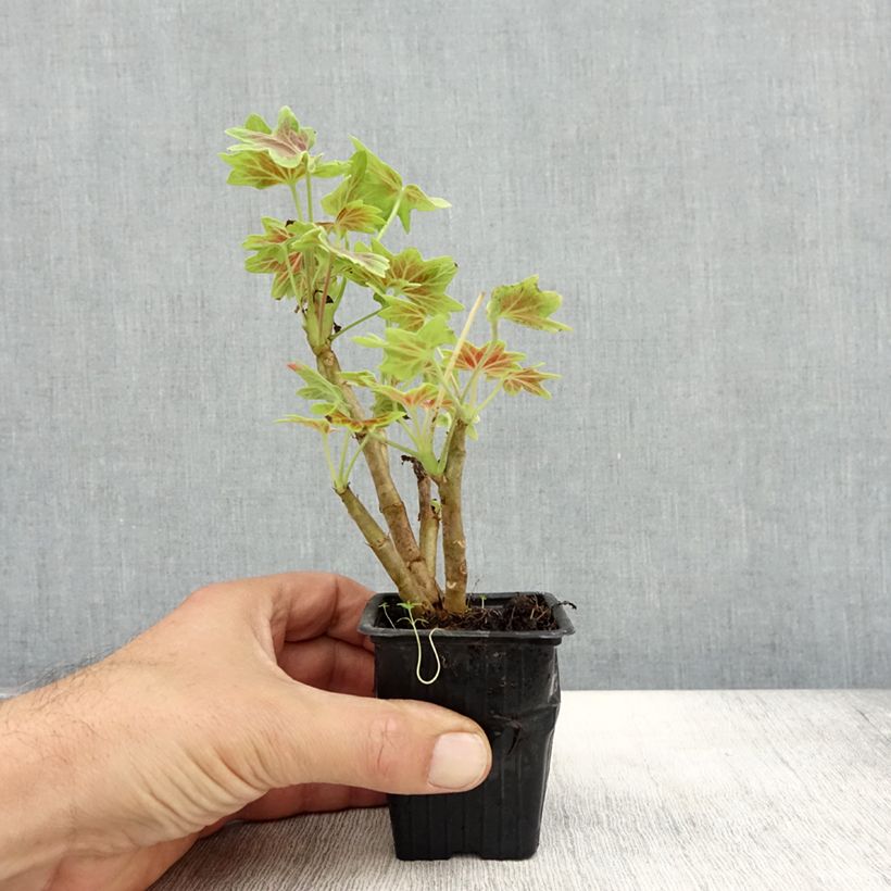 Exemplaar van Pelargonium Vancouver - Zonale geranium Kweekpotje van 7/8 cm zoals geleverd in de herfst