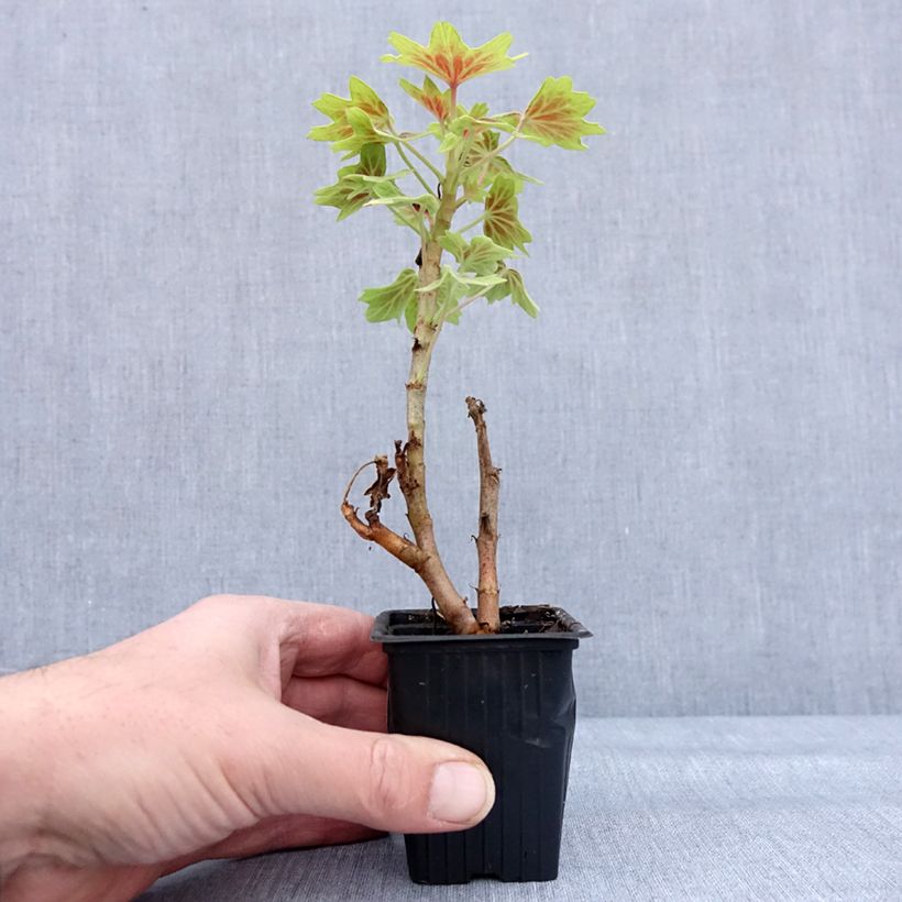 Exemplaar van Géranium zonale Vancouver - Pelargonium  Godet de 7/8 cm zoals geleverd in de winter