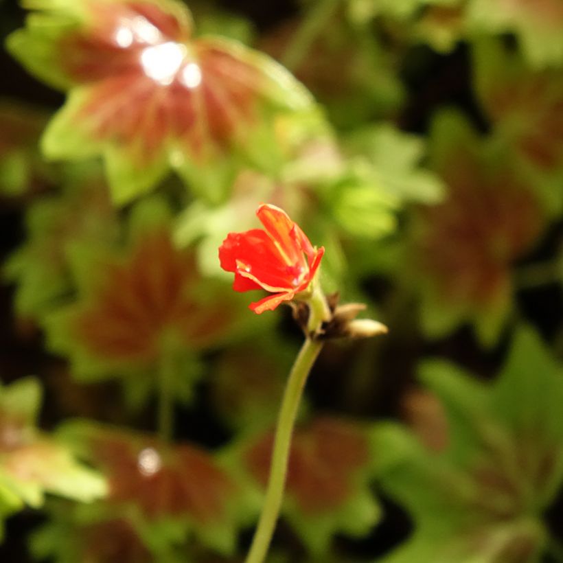 Pelargonium Vancouver - Zonale geranium (Bloei)