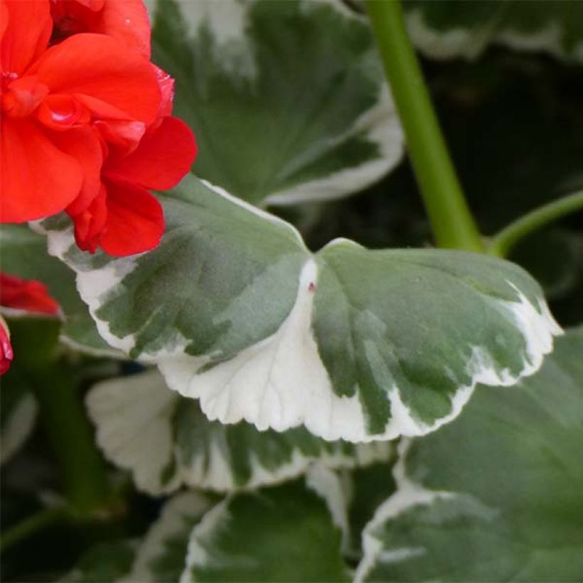 Pelargonium Wilhelm Langguth - Zonale geranium (Blad)
