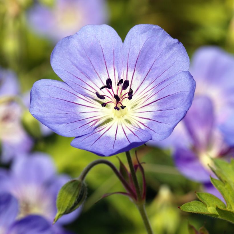 Geranium Rozanne - Ooievaarsbek (Bloei)