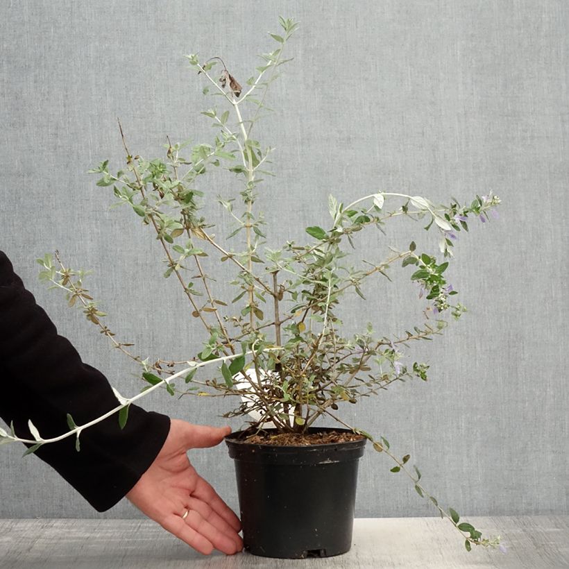 Exemplaar van Teucrium fruticans - Struikgamander Pot van 2 l/3 l zoals geleverd in de lente