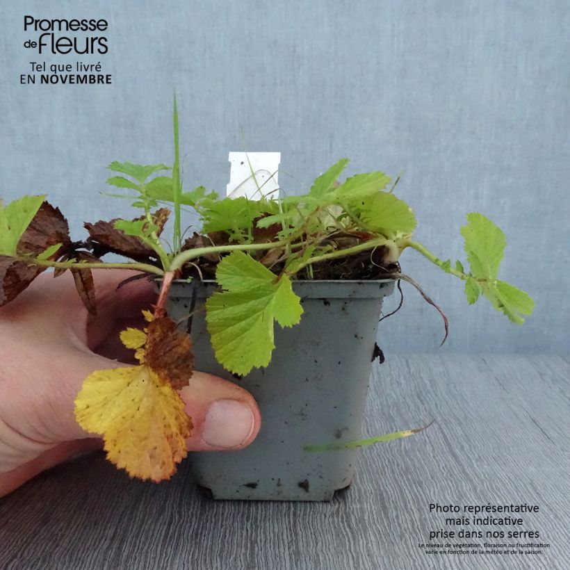 Exemplaar van Geum Bell Bank - Nagelkruid Kweekpotje van 8/9 cm zoals geleverd in de herfst