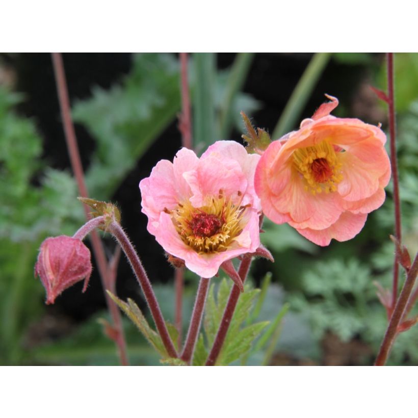 Geum Cosmopolitan - Nagelkruid (Flowering)