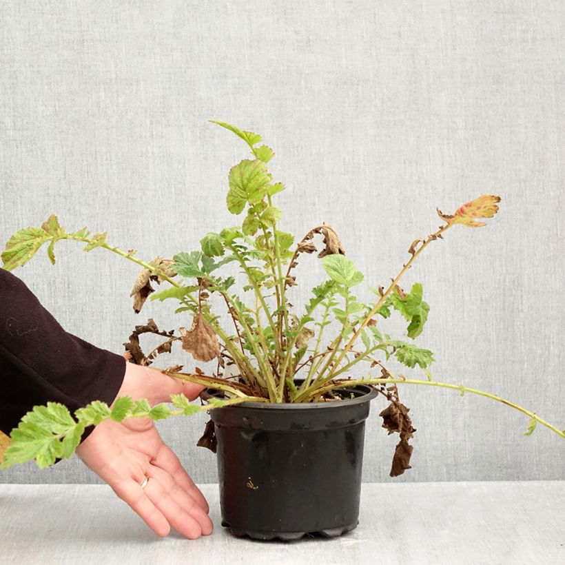 Exemplaar van Geum chiloense Mrs Bradshaw - Nagelkruid Pot van 2 l/3 l zoals geleverd in de herfst