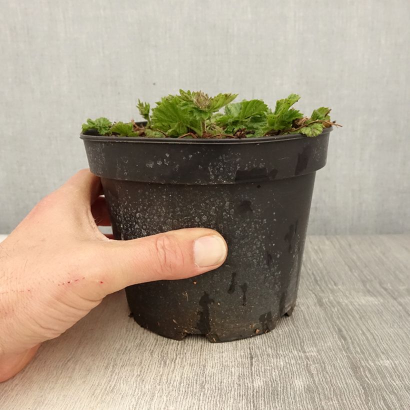 Exemplaar van Geum coccineum Borisii - Nagelkruid Pot van 2 l/3 l zoals geleverd in de lente