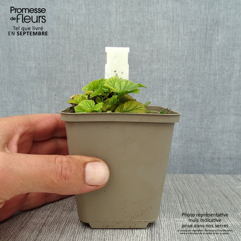 Exemplaar van Geum coccineum Karlskaer - Nagelkruid Kweekpotje van 8/9 cm zoals geleverd in de zomer