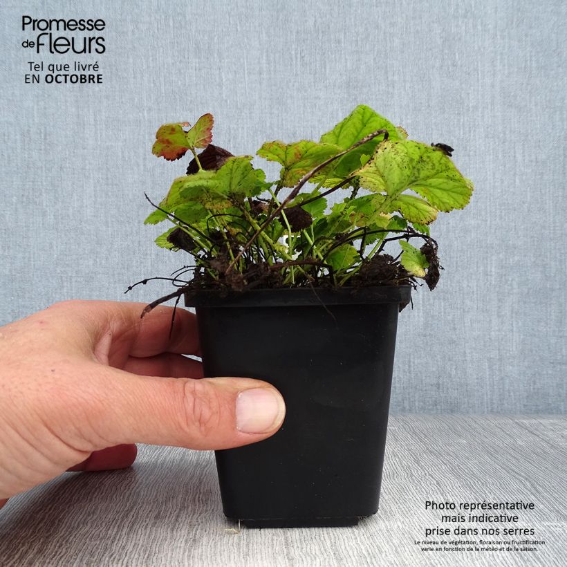 Exemplaar van Geum coccineum Koi - Nagelkruid Kweekpotje van 8/9 cm zoals geleverd in de herfst
