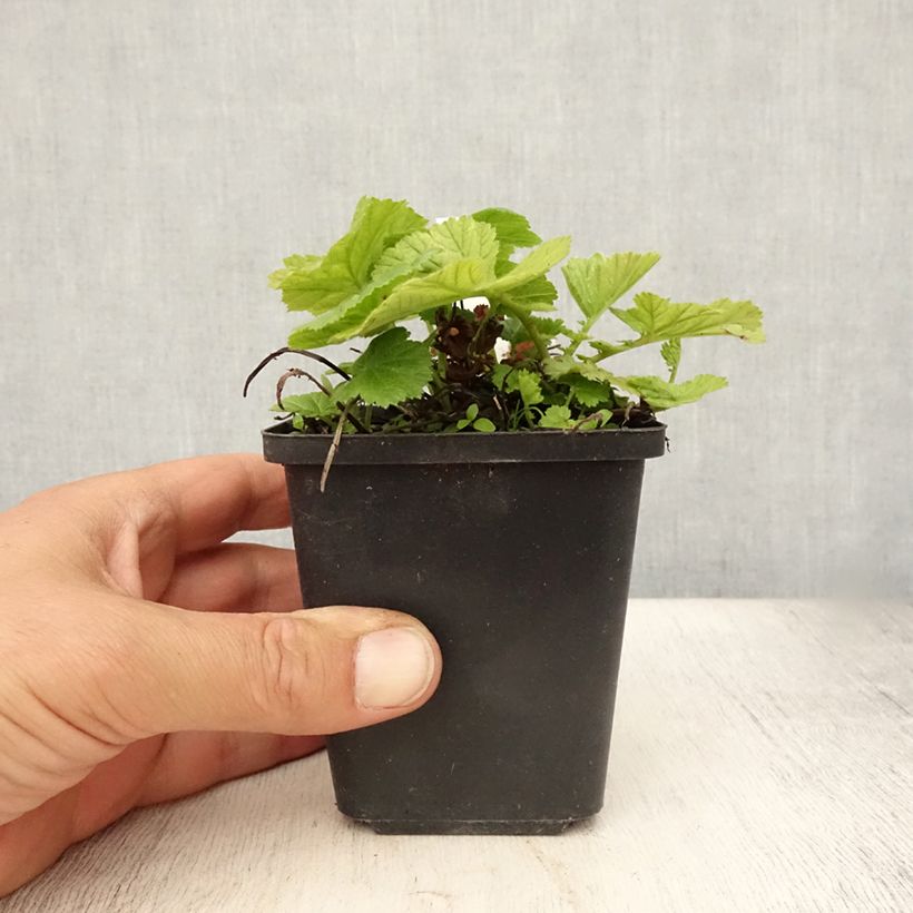 Exemplaar van Geum coccineum Koi - Nagelkruid Kweekpotje van 8/9 cm zoals geleverd in de zomer