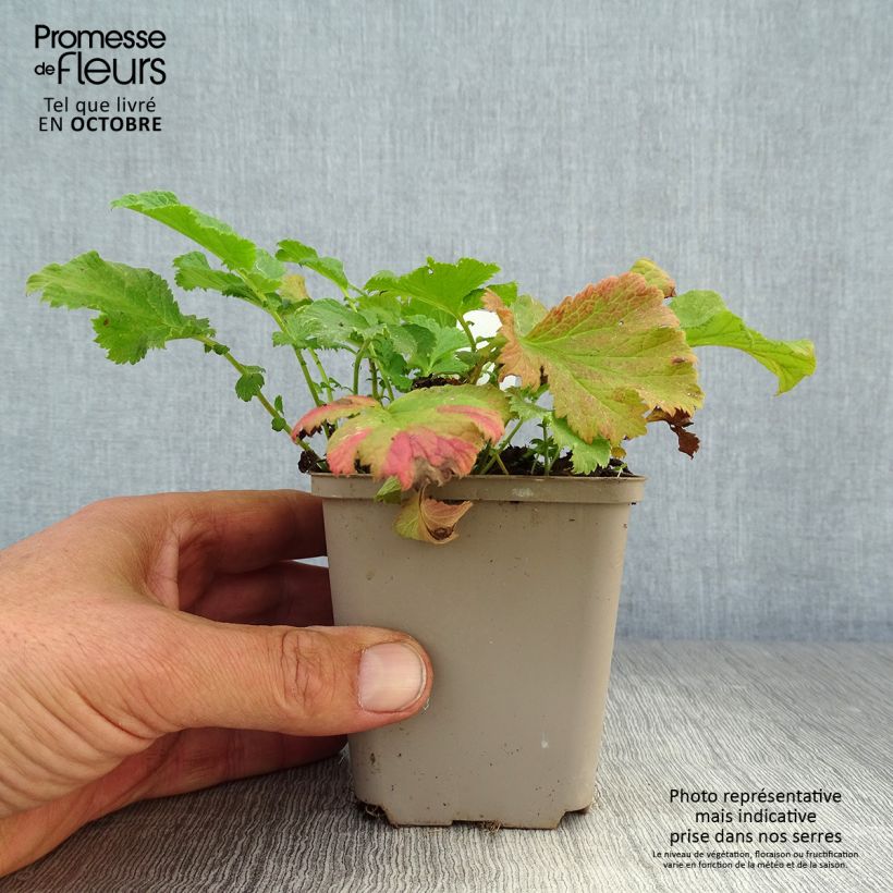 Exemplaar van Geum coccineum Cocktail Wet Kiss - Nagelkruid Kweekpotje van 8/9 cm zoals geleverd in de herfst