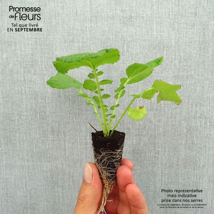 Example of Geum Coral Tempest - Benoîte hybride Mini-mot Ø 3/4 cm as you get in automne