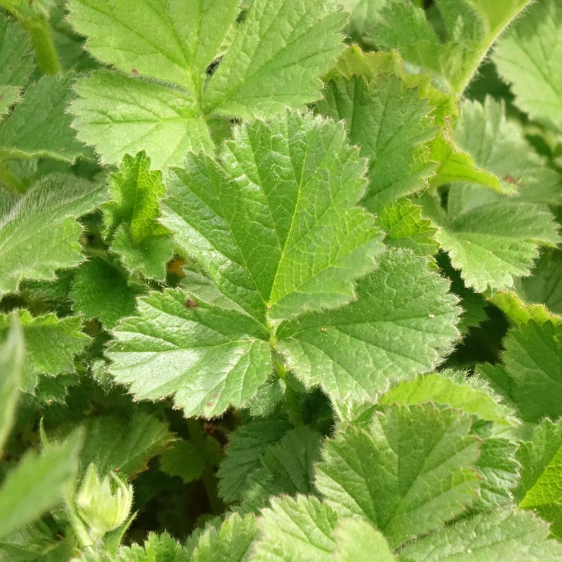 Geum Coral Tempest - Nagelkruid (Blad)