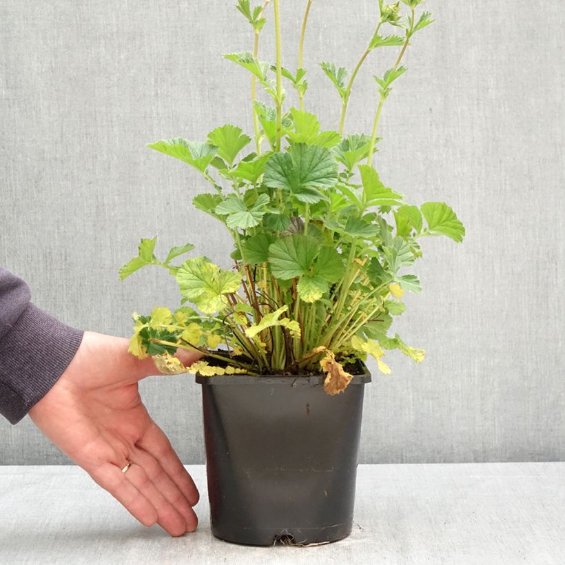 Exemplaar van Geum Coral Tempest - Nagelkruid Pot van 2 l/3 l zoals geleverd in de lente