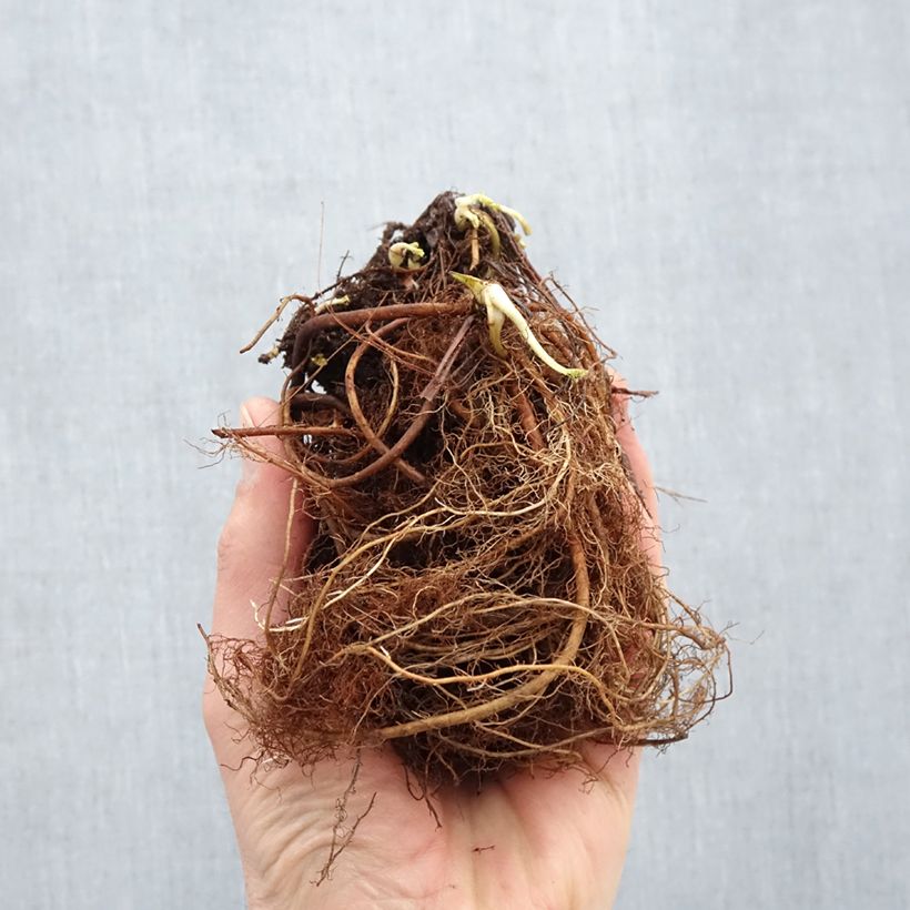 Example of Geum Cosmopolitan - Nagelkruid Naakte wortel as you get in hiver