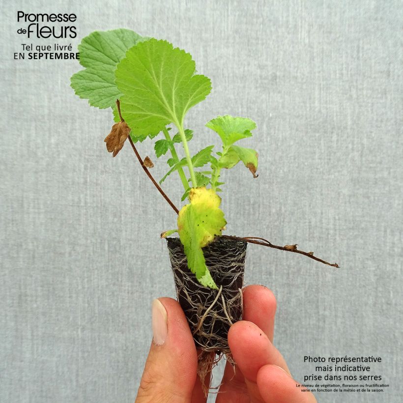 Example of Geum Fiery Tempest - Nagelkruid Mini-mot Ø 3/4 cm as you get in automne