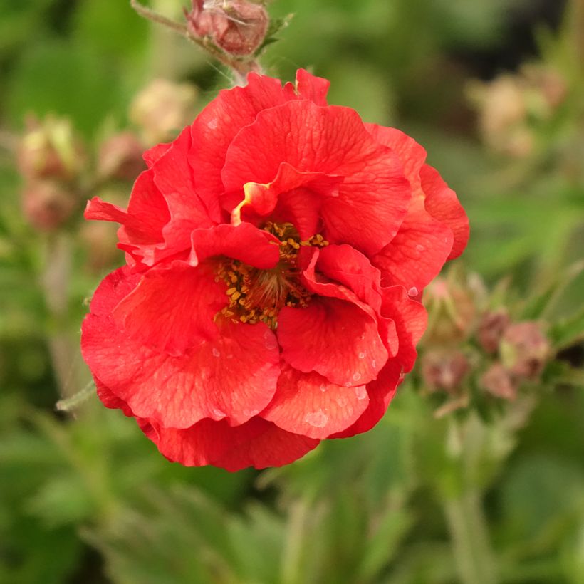 Geum Fiery Tempest - Nagelkruid (Bloei)