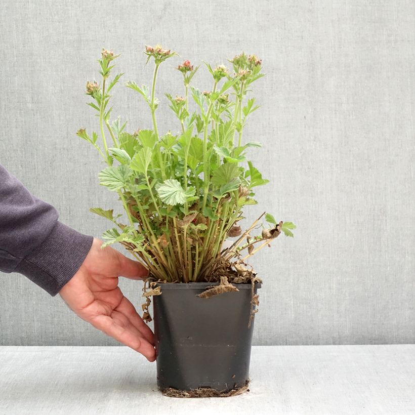 Exemplaar van Geum Fiery Tempest - Nagelkruid Pot van 2 l/3 l zoals geleverd in de lente
