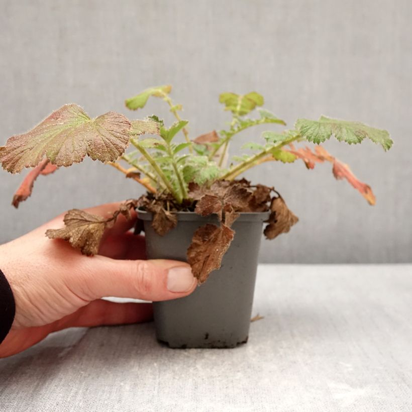 Example of Geum Firestarter - Benoîte hybride Kweekpotje van 8/9 cm as you get in hiver