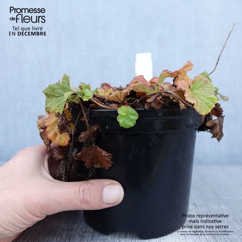 Example of Geum Flames of Passion - Nagelkruid Pot van 2 l/3 l as you get in hiver