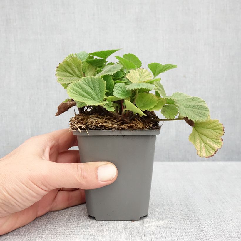 Example of Geum Orange Pumpkin - Benoîte Kweekpotje van 7/8 cm as you get in automne