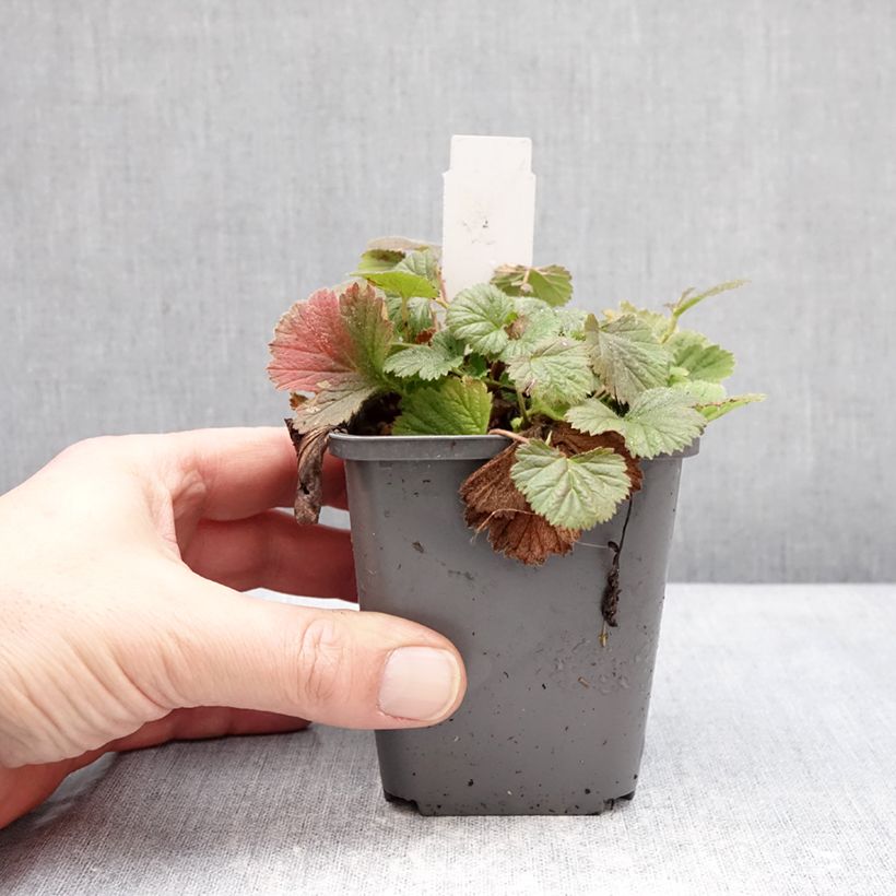 Exemplaar van Geum Orange Pumpkin - Nagelkruid Kweekpotje van 7/8 cm zoals geleverd in de winter