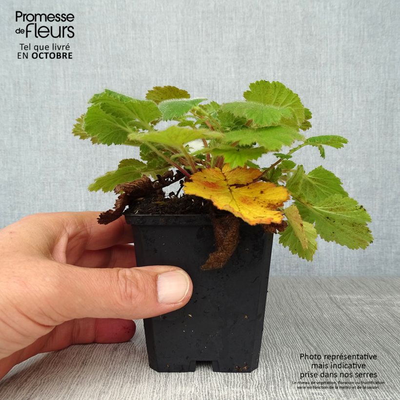 Exemplaar van Geum Prinses Juliana - Nagelkruid Kweekpotje van 8/9 cm zoals geleverd in de herfst