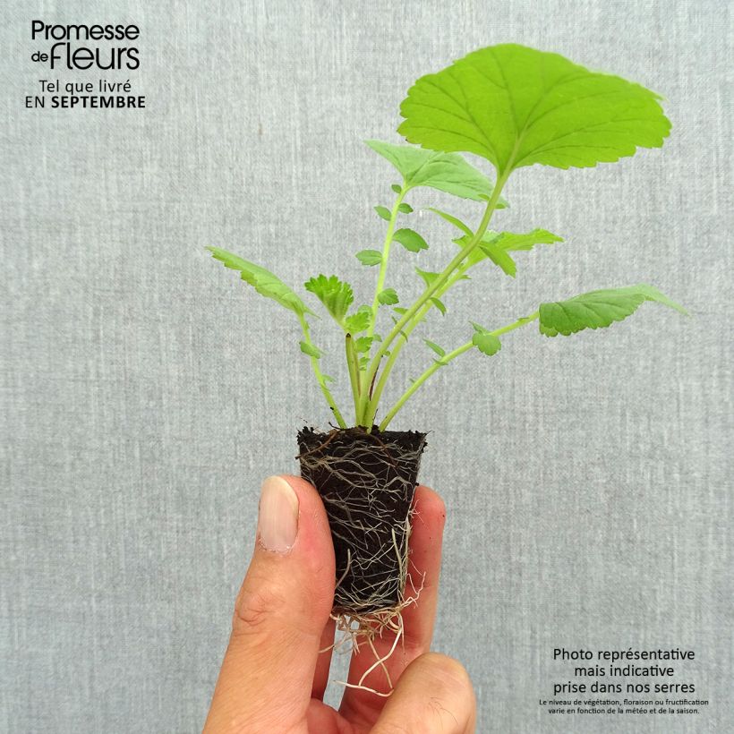 Example of Geum Scarlet Tempest - Benoîte hybride Mini-mot Ø 3/4 cm as you get in automne