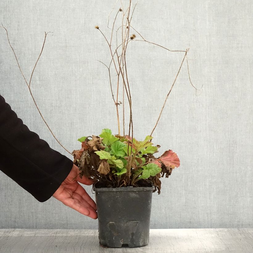 Exemplaar van Geum Scarlet Tempest - Nagelkruid Pot van 2 l/3 l zoals geleverd in de herfst