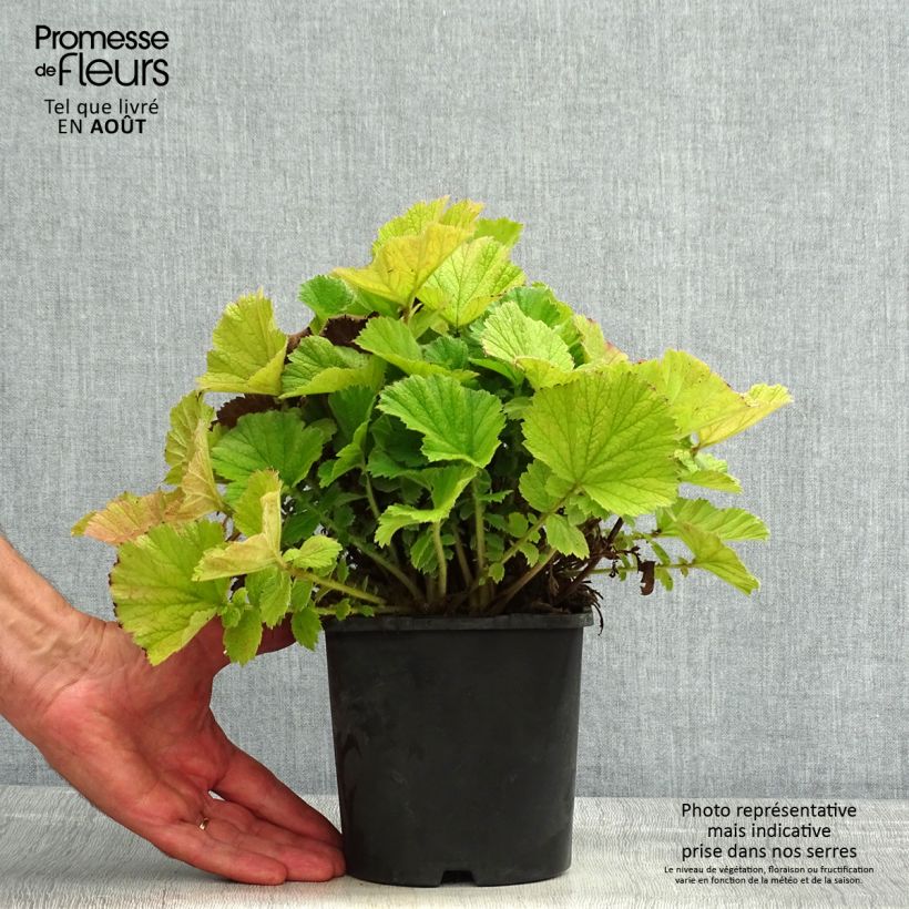 Exemplaar van Geum Scarlet Tempest - Nagelkruid Pot van 2 l/3 l zoals geleverd in de zomer
