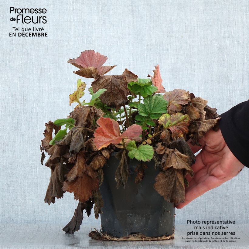 Example of Geum Scarlet Tempest - Benoîte hybride Pot van 2 l/3 l as you get in hiver