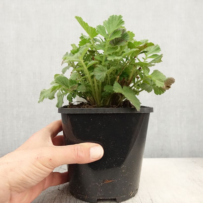 Exemplaar van Geum Scarlet Tempest - Nagelkruid Pot van 2 l/3 l zoals geleverd in de lente