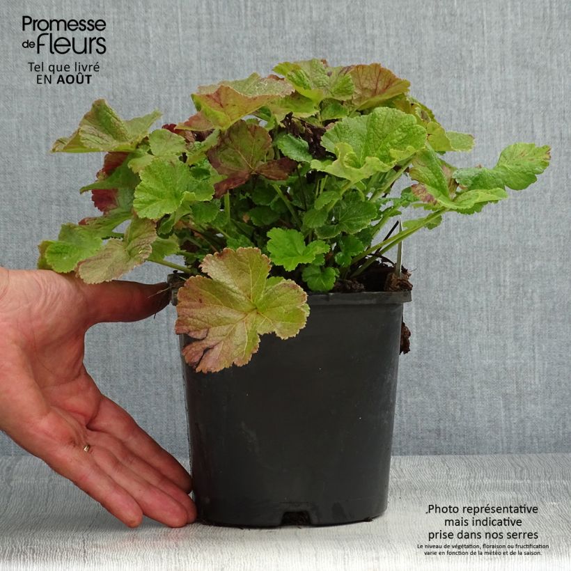 Exemplaar van Geum Tempo Roze - Nagelkruid Pot van 2 l/3 l zoals geleverd in de zomer