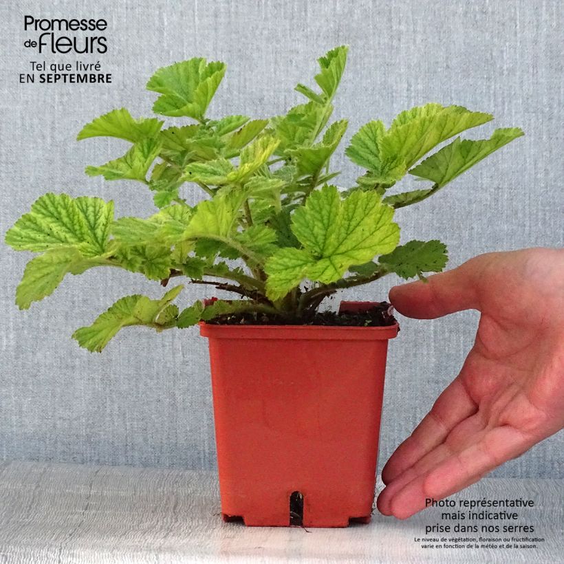 Exemplaar van Geum Totally Tangerine - Nagelkruid Pot van 1 l/1,5 l zoals geleverd in de zomer